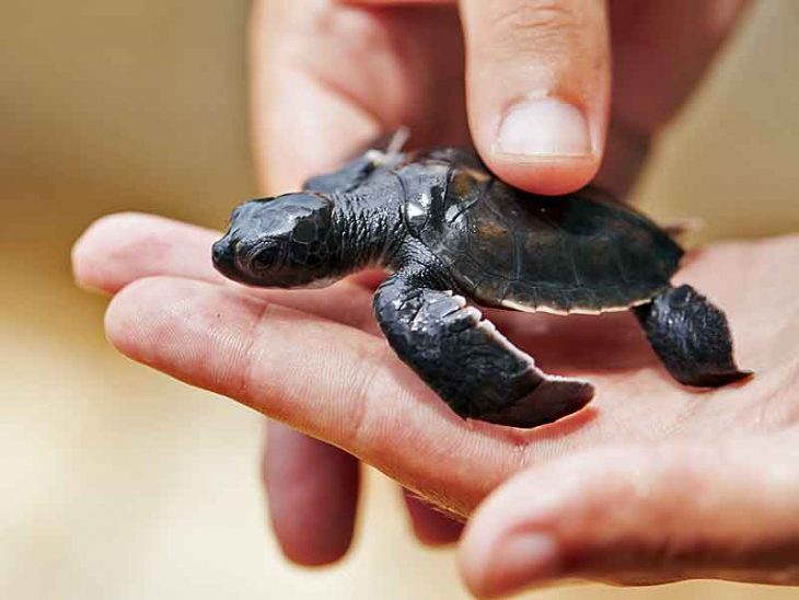 sea-turtle-hatchling – thinkingoftravel.com